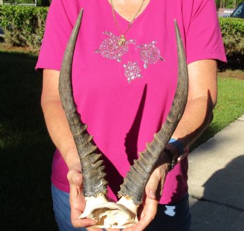 Buy this B-Grade Blesbok Skull Plate with 14 inch Horns for $20