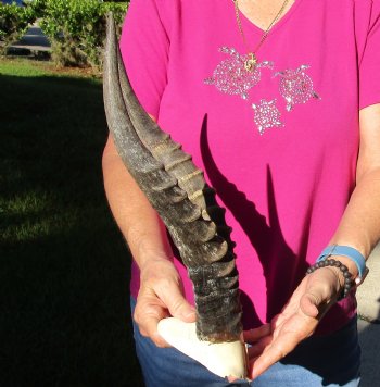 Buy this B-Grade Blesbok Skull Plate with 14 inch Horns for $20