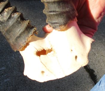 Buy this B-Grade Blesbok Skull Plate with 14 inch Horns for $20