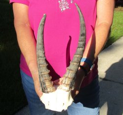 Buy this B-Grade Blesbok Skull Plate with 10 & 12 inch Horns for $20