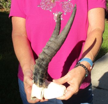 Buy this B-Grade Blesbok Skull Plate with 10 & 12 inch Horns for $20