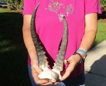 Buy this B-Grade Blesbok Skull Plate with 10 & 12 inch Horns for $20