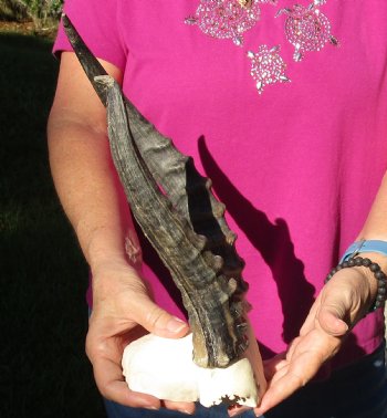 Buy this B-Grade Blesbok Skull Plate with 10 & 12 inch Horns for $20