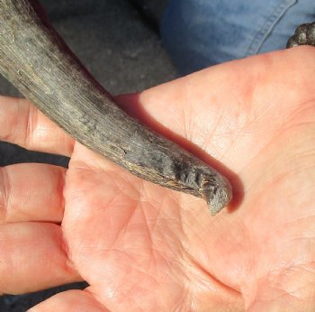 Buy this B-Grade Blesbok Skull Plate with 10 & 12 inch Horns for $20