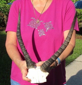 Buy this B-Grade Blesbok Skull Plate with 13 inch Horns for $20