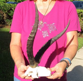 Buy this B-Grade Blesbok Skull Plate with 13 inch Horns for $20