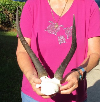 Buy this B-Grade Blesbok Skull Plate with 13 inch Horns for $20