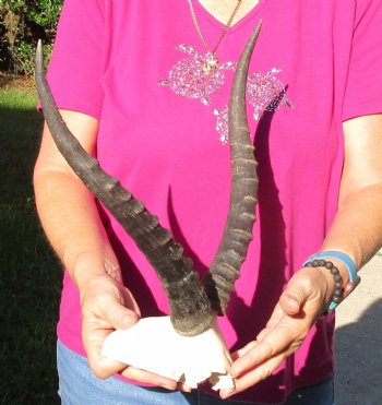 Buy this B-Grade Blesbok Skull Plate with 13 inch Horns for $20