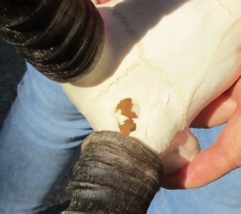 Buy this B-Grade Blesbok Skull Plate with 13 inch Horns for $20