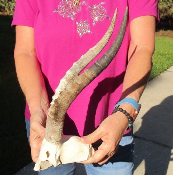 Buy this B-Grade Blesbok Skull Plate with 13 inch Horns for $20