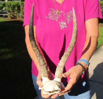 Buy this B-Grade Blesbok Skull Plate with 13 inch Horns for $20