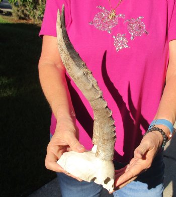 Buy this B-Grade Blesbok Skull Plate with 13 inch Horns for $20