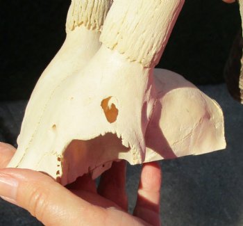Buy this B-Grade Blesbok Skull Plate with 13 inch Horns for $20