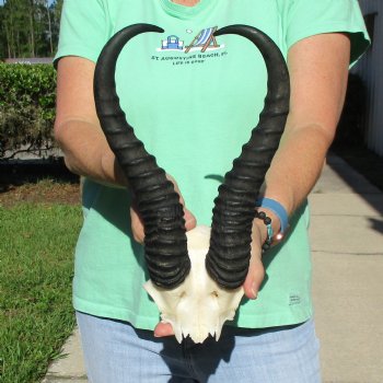 Male Springbok Skull Plate with 11-1/2" Horns - $30