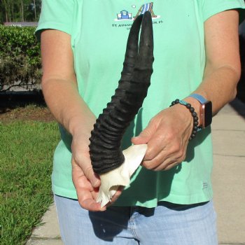 Male Springbok Skull Plate with 11-1/2" Horns - $30