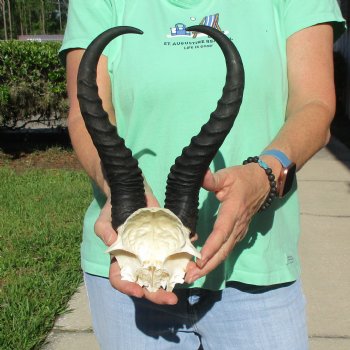 Male Springbok Skull Plate with 11-1/2" Horns - $30