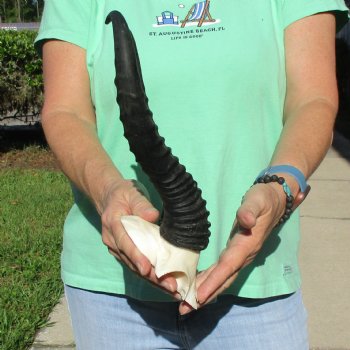Male Springbok Skull Plate with 11-1/2" Horns - $30