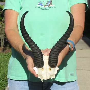 Male Springbok Skull Plate with 11" Horns - $30