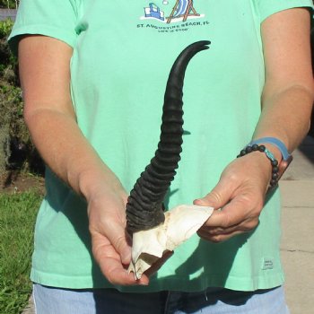 Male Springbok Skull Plate with 11" Horns - $30