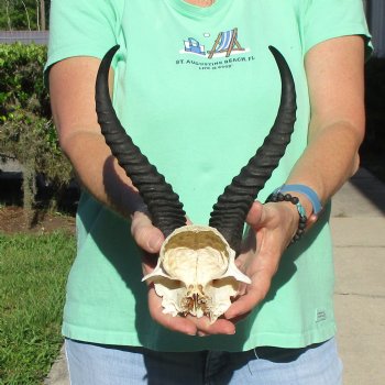 Male Springbok Skull Plate with 11" Horns - $30