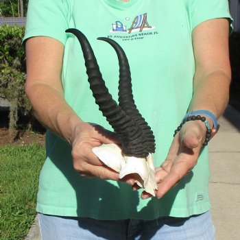 Male Springbok Skull Plate with 11" Horns - $30