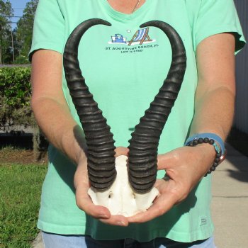 Male Springbok Skull Plate with 11-1/4" Horns - $30