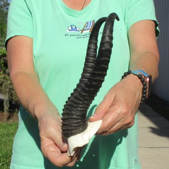Male Springbok Skull Plate with 11-1/4" Horns - $30