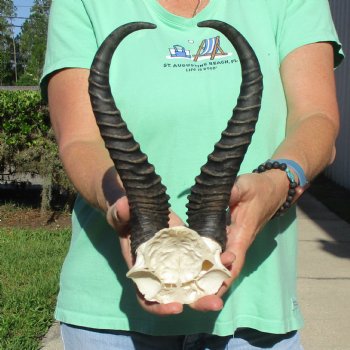 Male Springbok Skull Plate with 11-1/4" Horns - $30
