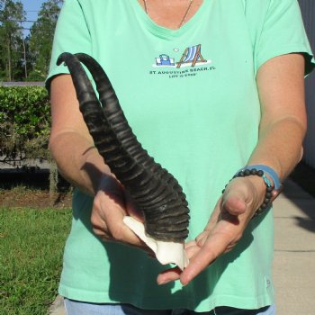 Male Springbok Skull Plate with 11-1/4" Horns - $30