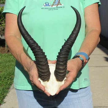Male Springbok Skull Plate with 11-1/2" Horns - $30