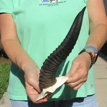Male Springbok Skull Plate with 11-1/2" Horns - $30
