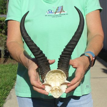 Male Springbok Skull Plate with 11-1/2" Horns - $30