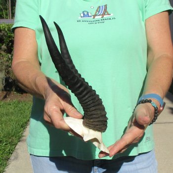 Male Springbok Skull Plate with 11-1/2" Horns - $30