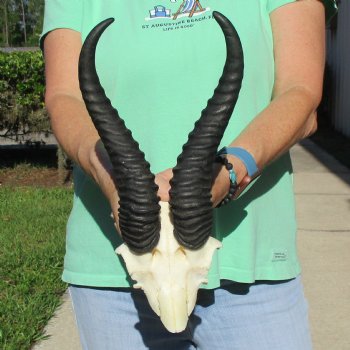 Male Springbok Skull Plate with 10" Horns - $30