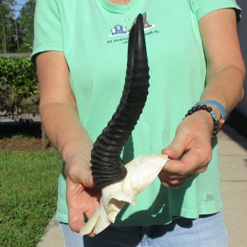 Male Springbok Skull Plate with 10" Horns - $30