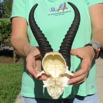 Male Springbok Skull Plate with 10" Horns - $30