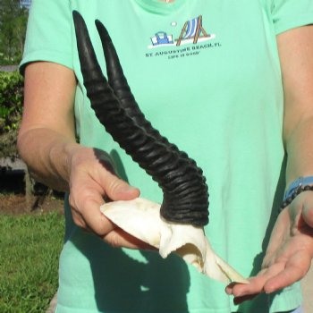 Male Springbok Skull Plate with 10" Horns - $30