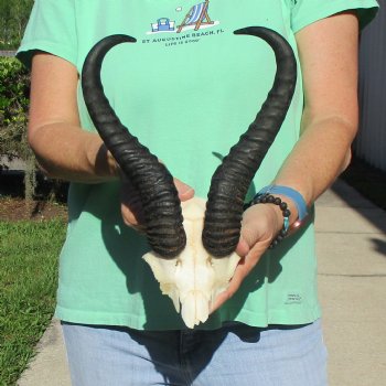 Male Springbok Skull Plate with 11-1/4" Horns - $30