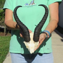 Male Springbok Skull Plate with 11-1/4" Horns - $30