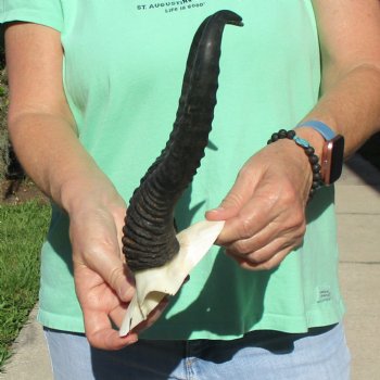 Male Springbok Skull Plate with 11-1/4" Horns - $30