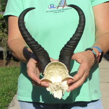 Male Springbok Skull Plate with 11-1/4" Horns - $30