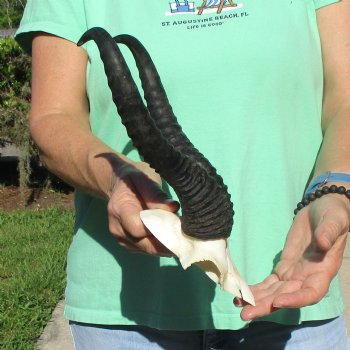 Male Springbok Skull Plate with 11-1/4" Horns - $30