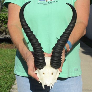 Male Springbok Skull Plate with 11" Horns - $30