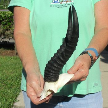 Male Springbok Skull Plate with 11" Horns - $30