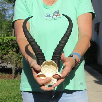 Male Springbok Skull Plate with 11" Horns - $30