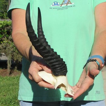 Male Springbok Skull Plate with 11" Horns - $30