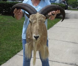 For Sale Aoudad She...