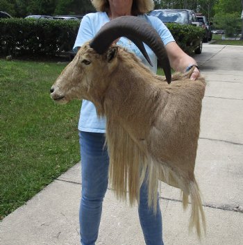 For Sale Aoudad Sheep Shoulder Mount for - $500.00 - Pick Up Only