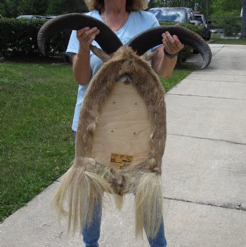 For Sale Aoudad Sheep Shoulder Mount for - $500.00 - Pick Up Only