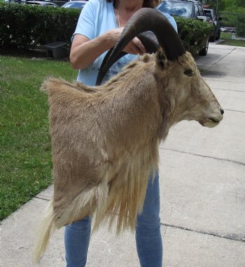 For Sale Aoudad Sheep Shoulder Mount for - $500.00 - Pick Up Only